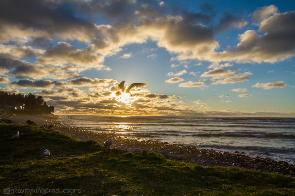 Sunset seagull in Seaside, OR