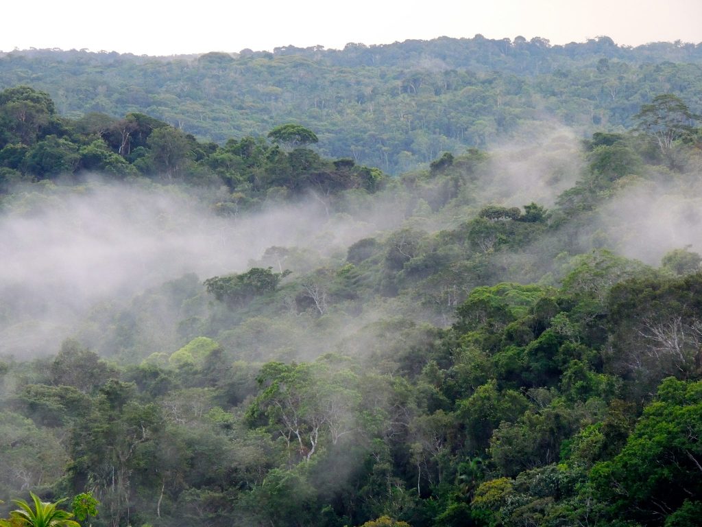 rainforest guarana
