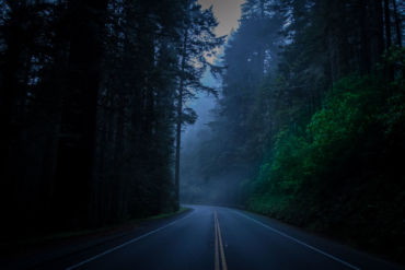 Foggy evening in the NorCal Redwoods.