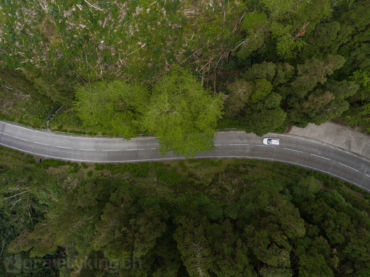 Driving through the forest of Sete Cidades. gravityking gallery